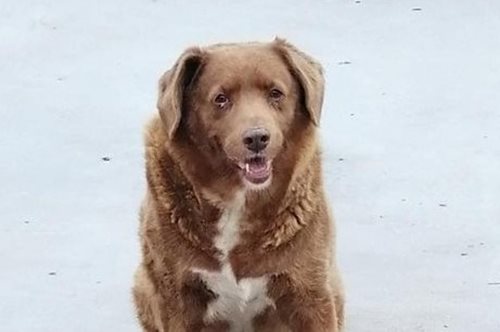 Πέθανε ο γηραιότερος σκύλος του κόσμου σε ηλικία 31 ετών