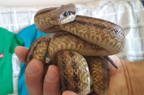 Τέσσερα φίδια εντοπίστηκαν κρυμμένα σε κελάρι κρασιών στον Δρυμό- τυχαία βρέθηκαν εκεί όλα μαζί