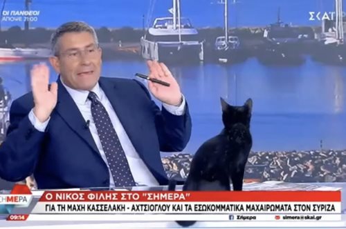 Viral: Ο γάτος 
