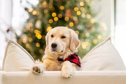 Αθόρυβα Πυροτεχνήματα | Η νέα πρωτοβουλία της Ειδικής Γραμματείας για την Προστασία των Ζώων Συντροφιάς