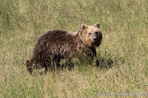 Η Γλύκα η αρκουδίτσα ξανά στο δάσος
