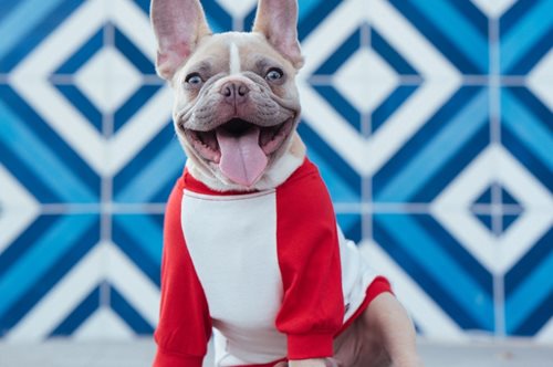 Η Gucci  γιορτάζει τη Χρονιά του Σκύλου με μια ιδιαίτερη Pet Collection