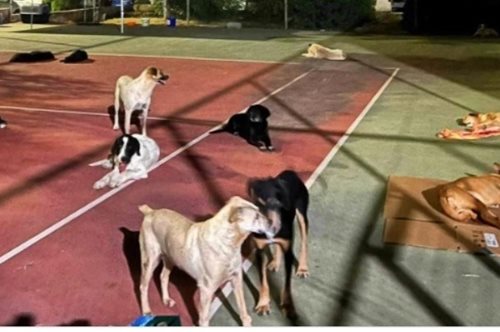 Συνεχίζεται η επιχείρηση διάσωσης των ζώων συντροφιάς στη Θεσσαλία