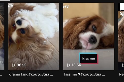 Kupo: το κουτάβι που μιλάει ελληνικά και έχει ξετρελάνει το TikTok