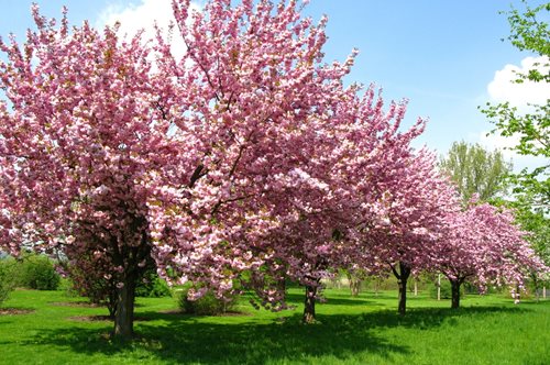 Κατερίνη: Οι ανθισμένες κερασιές ενθουσιάσαν το κοινό και ανοίγουν δρόμο για το πρότζεκτ  