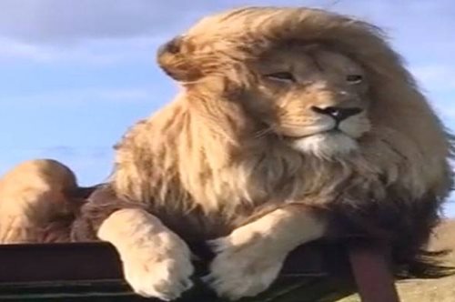 Το λιοντάρι στην Κένυα που μόλις βγήκε... από το κομμωτήριο