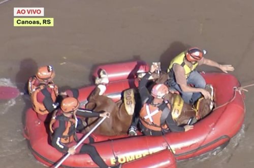 Βραζιλία: Σώθηκε ο Καραμέλο, το άλογο που εγκλωβίστηκε σε ταράτσα