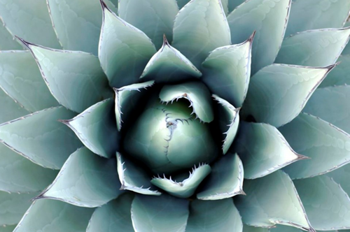 Tελικά, πόσα γνωρίζουμε για το mezcal;