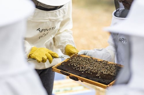 Αυτή είναι η πιο αξιέπαινη δράση για την προστασία του περιβάλλοντος και της μέλισσας