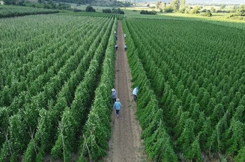 Από το χωράφι στην κουζίνα: Η βιωσιμότητα στο πιάτο μας - Η τάση που αλλάζει τον τρόπο που τρώμε