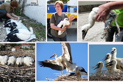 Καβάλα: Οι φύλακες- άγγελοι των πελαργών