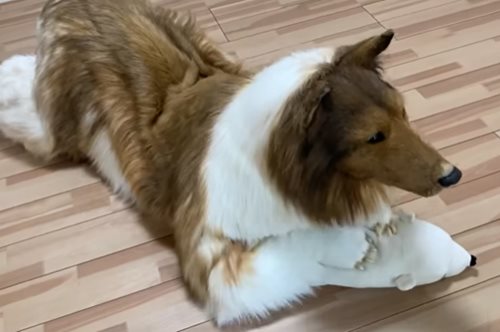 Ιάπωνας έκανε το όνειρό του πραγματικότητα και…έγινε σκύλος