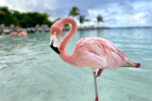 Μυτιλήνη: Οι διασώστες των φλαμίνγκο στους υγρότοπους της Λέσβου