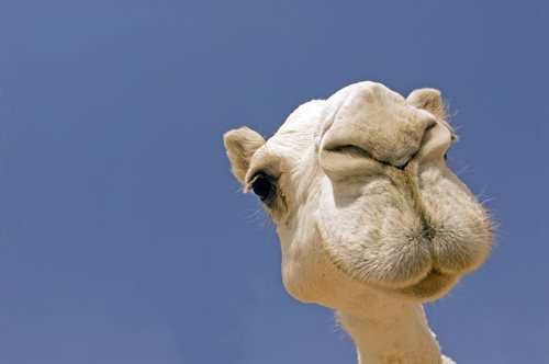 Ο Κύπριος τραγουδιστής που έκανε τις καμήλες να χορεύουν