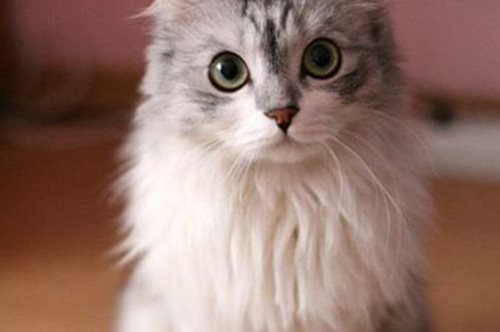 Γιατί όλοι στην Ισπανία ανεβάζουν γάτες στα social media μετά την τρομοκρατική επίθεση;