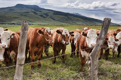 5 πράγματα που θα άλλαζαν στον κόσμο αν όλοι σταματούσαμε να τρώμε κρέας