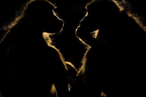 Η καλύτερη φωτογραφίατου National Geographic για το 2017 είναι ό,τι πιο αριστοτεχνικό θα δεις σήμερα