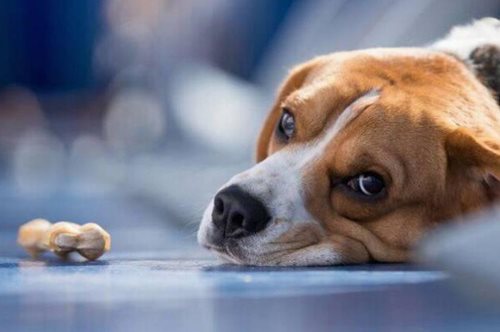 Έρευνα: Η μυρωδιά του ανθρώπινου στρες επηρεάζει τα συναισθήματα των σκύλων