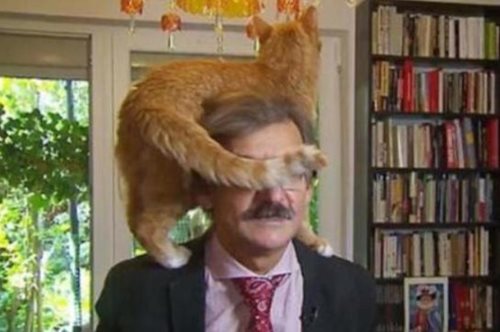 Η πιο κουλ αντίδραση: Η γάτα σκαρφάλωσε στο κεφάλι του σε ζωντανή σύνδεση