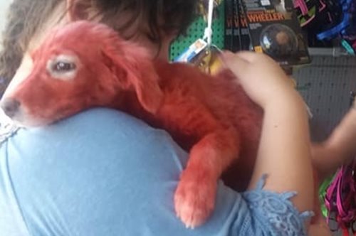 Το κουτάβι που έβαψαν με κόκκινη μπογιά στη Χαλκίδα έχει πλέον το δικό του σπίτι και λέγεται Scarlet