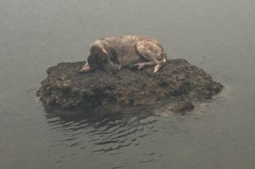 Η φωτογραφία με το σκύλο στον βράχο, μέσα στη θάλασσα, που γλύτωσε την πυρκαγιά 