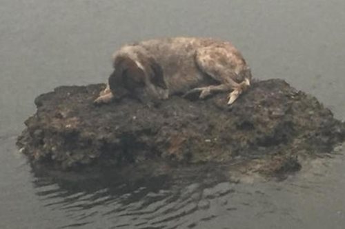Σύμβολο ελπίδας: Η Λούα, το σκυλάκι του βράχου, που συγκίνησε, είναι ξανά με τους δικούς του