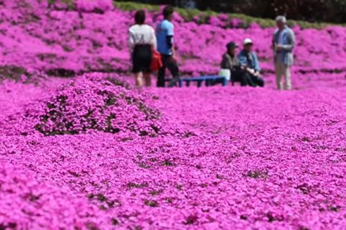 Πέρασε 2 χρόνια φυτεύοντας χιλιάδες λουλούδια για να τα μυρίζει η τυφλή σύζυγός του