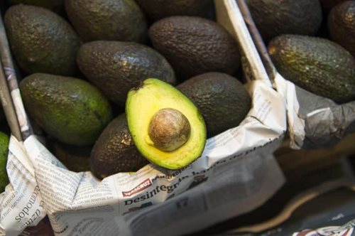 Τα «ματωμένα» αβοκάντο: Η σκοτεινή αλήθεια για την παραγωγή της υπερτροφής που λίγοι γνωρίζουν 
