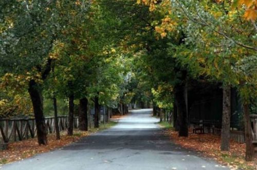 Πνιγμένο στα έλατα: Σε αυτό το χωριό της Ελλάδας υπάρχει ο ξακουστός «Δρόμος της Αγάπης»