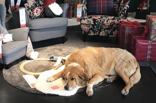 Η κίνηση του ΙΚΕΑ με τους αδέσποτους σκύλους θα σε κάνει να λιώσεις από αγάπη 