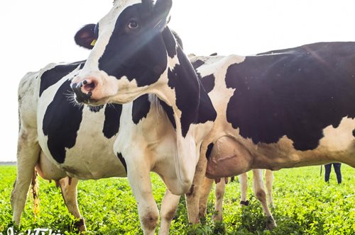 Ξέρεις που βρίσκεται το Γαλακτικό χωριό της Κρι Κρι;