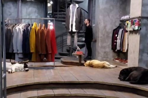 «Τρεις ψυχούλες κοιμούνται στη ζεστασιά»: Το υπέροχο tweet που έγινε viral  