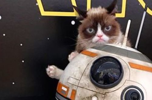 Τα διάσημα pets στο Ιnstagram αναμετρούνται σε δημοτικότητα με τους celebrities ιδιοκτήτες τους