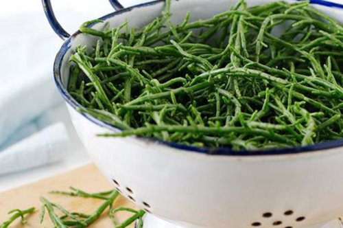 Η γεύση της ακροθαλασσιάς: Η μεσογειακή τροφή που εκτιμούσε ο Ιπποκράτης με τα χιλιάδες οφέλη 