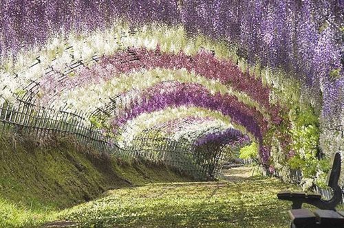 Τούνελ από λουλούδια: Αυτός είναι ο ομορφότερος ανοιξιάτικος προορισμός στον κόσμο