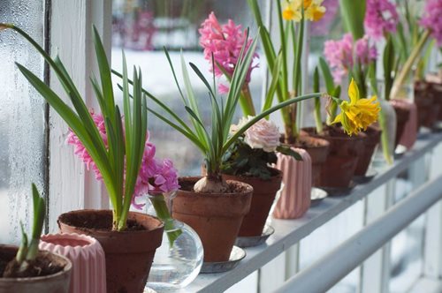 Ένας κήπος σε φιάλη έχει να ποτιστεί 50 χρόνια και συνεχίζει να ευδοκιμεί. Για τεμπέληδες κηπουρούς