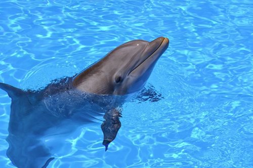 Στους Λειψούς ανοίγει καταφύγιο απελευθέρωσης αιχμάλωτων δελφινιών. Το πρώτο στον κόσμο