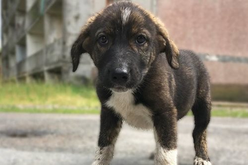 Τα εγκαταλειμμένα σκυλιά του Τσερνόμπιλ: Έχουν δημιουργήσει σήμερα τη δική τους κοινότητα