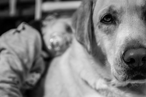 Πήγαμε στον σύλλογο Φλόγα, όπου οι σκύλοι θεραπείας σκορπούν χαμόγελα στους μικρούς ασθενείς