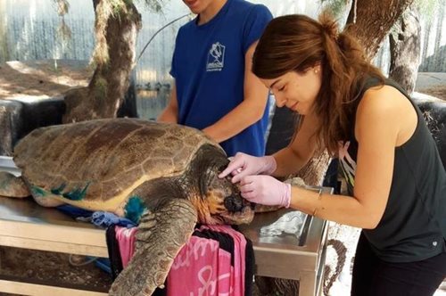 Φροντίζει τις χελώνες: Η Ειρήνη Κασιμάτη βρίσκεται στη λίστα με τους καθημερινούς ήρωες της Ευρώπης