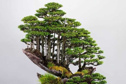 Ο θεός των μικρών πραγμάτων: Ιάπωνας δεξιοτέχνης καλλιεργεί ολόκληρα bonsai δάση