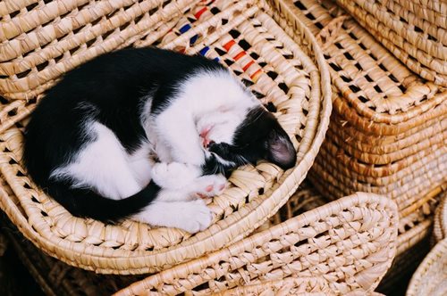 Στα καλά νέα της ημέρας: Η Πάτρα θα αποκτήσει Δημοτικό Κτηνιατρείο για τα αδέσποτα 