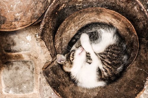 Η ιστορία μιας γυναίκας και του γάτου της που έμειναν μόνοι στη ζώνη αποκλεισμού του Τσέρνομπιλ