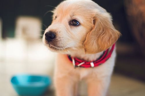 Αγάπη και νερό, εν μέσω καύσωνα, για τα αδέσποτα: Έκκληση στους πολίτες 