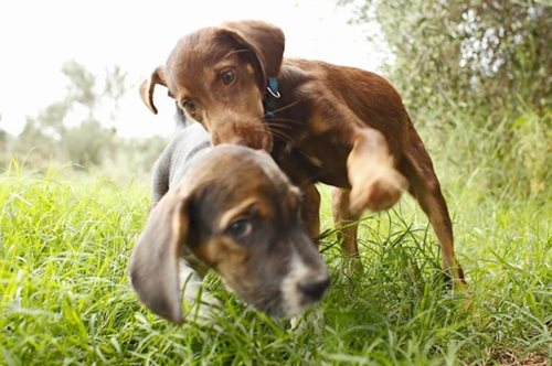 Τα Pet City κάνουν πράξη την αγάπη και την φροντίδα για τα πλημμυροπαθή αδέσποτα ζώα της Καρδίτσας