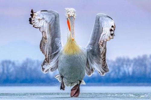 Η εκπληκτική φωτογραφία του πελεκάνου της λίμνης Κερκίνης που απέσπασε το πρώτο βραβείο 