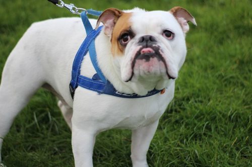 «Ένας φαύλος κύκλος με υπεύθυνο τον άνθρωπο»: Ένας ειδικός αναλύει τις επιθέσεις σκύλων σε παιδιά