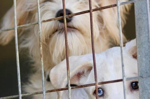 «Ο Ρομπέν είναι τυφλός και η Μάριον είναι η οδηγός του»: Η ιστορία δύο κουταβιών μάς διδάσκει πολλά