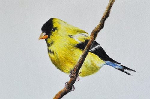 «Άσε με ελεύθερο κι εγώ θα σου πω τους τρεις κανόνες της ζωής»: Το σοφό πουλί διδάσκει 