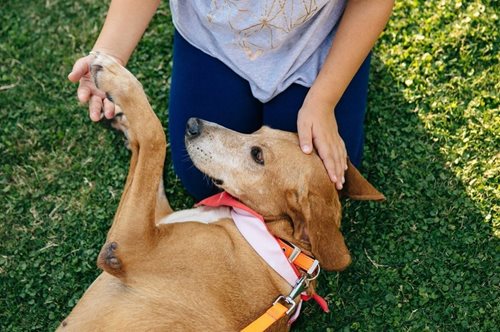 Μουσική, παιχνίδια, bazaar: Μεγάλη γιορτή της φιλοζωίας έρχεται στη Μαρίνα Φλοίσβου με δωρεάν είσοδο